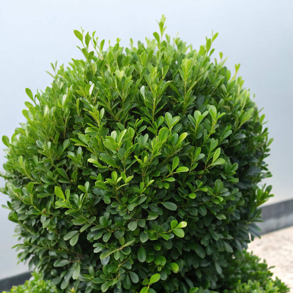 Close up of perfectly trimmed ornamental shrubs